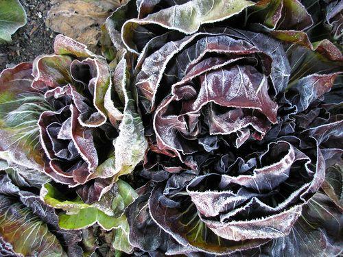 When life gives you frozen radicchio….