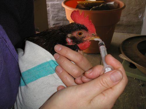 THIS is how you give meds to a chicken