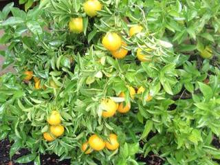 Got oranges? Make mimosa fruit salad