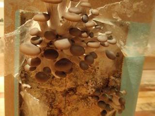 Our oyster mushrooms sprout