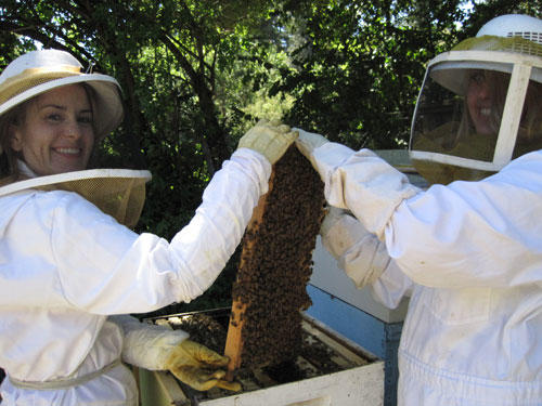 Swarming bees and piping queens