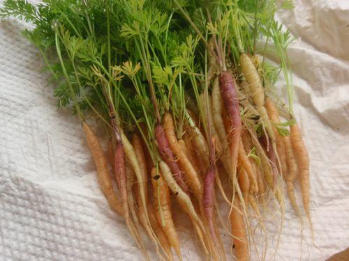 Baby carrots—cute enough to eat