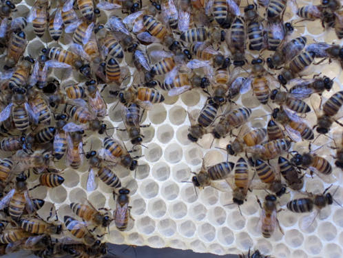 Our honeybee split moves up