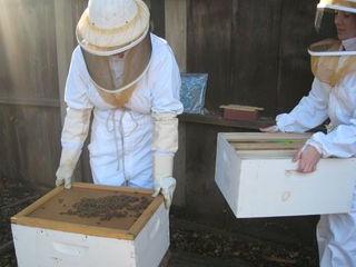 Beekeeping at Mistress Beek