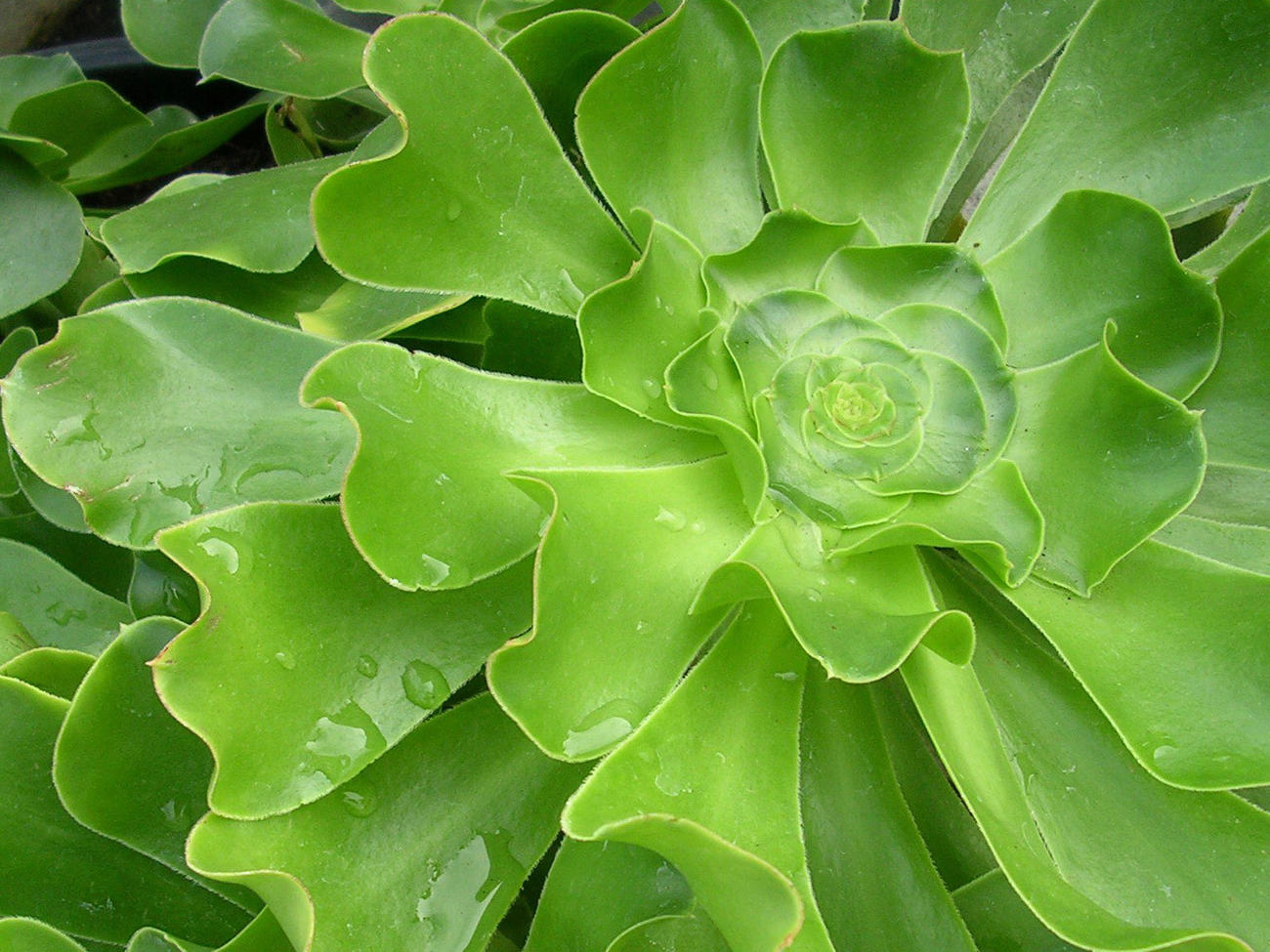 10 Surprising Low-Water Plants