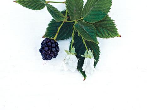 The best thornless blackberries