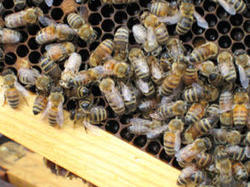 The bee paradigm