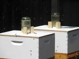 Our bees are home — and under attack!