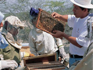 The sweet gift of honey bees