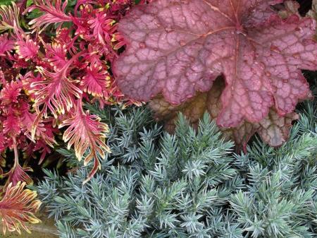 Round 4: Fall Planting Ideas From the Authors of Fine Foliage