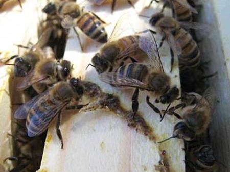 Varroa mite treatment is over. Was it successful?