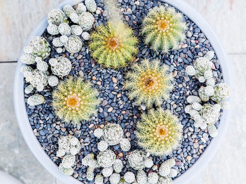 Make a miniature cactus landscape