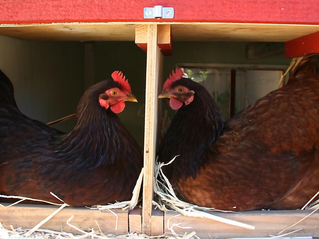 7 Questions to Ask Yourself Before Raising Backyard Chickens