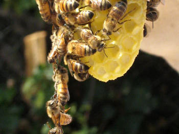 Chain of bees