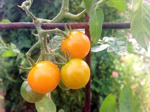 What’s Better Than Cherry Tomatoes?