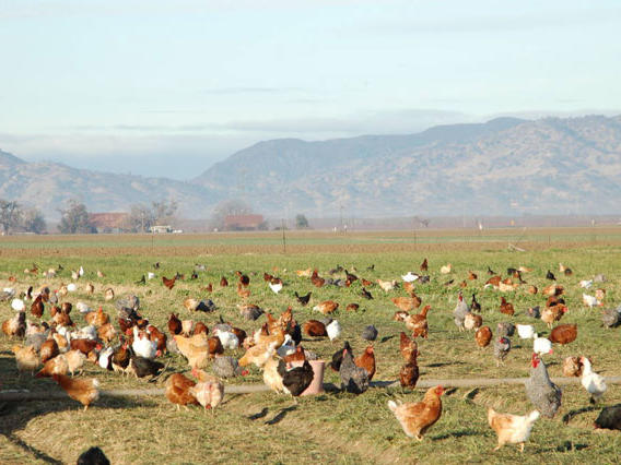 Build a Better Chicken Farm