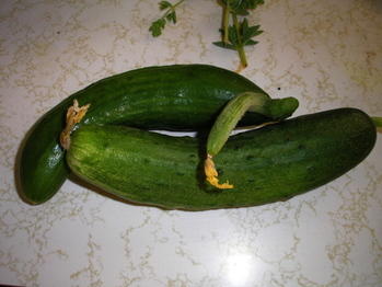 What’s for dinner: sweet little cucumbers
