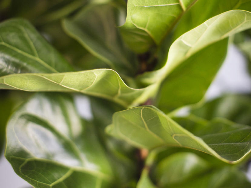 The 3 Best Houseplants—and How to Keep Them Alive
