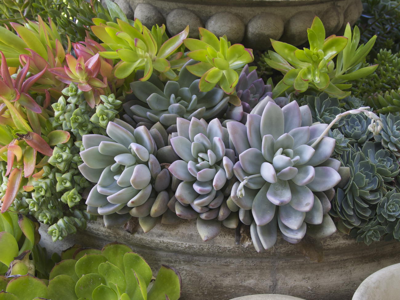 7 Reasons to Grow Succulents in the Drought
