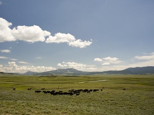 24 Hours on a Montana Cattle Ranch