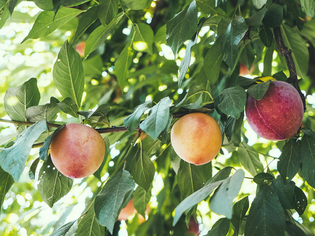 Q&A with Ann Ralph: Keeping Fruit Trees Small