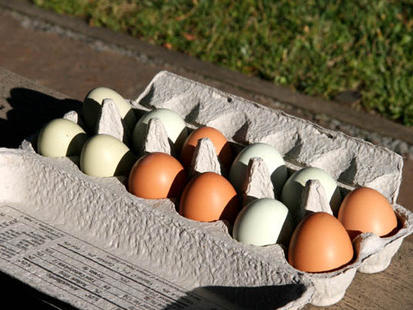 Local reading: Deciphering egg cartons; debunking “food miles”; sneaking edibles into your landscaping; plant your winter gardens!