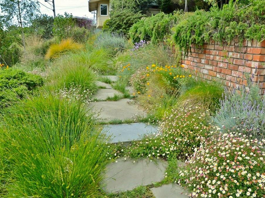 Losing Your Lawn? Plant a Meadow.