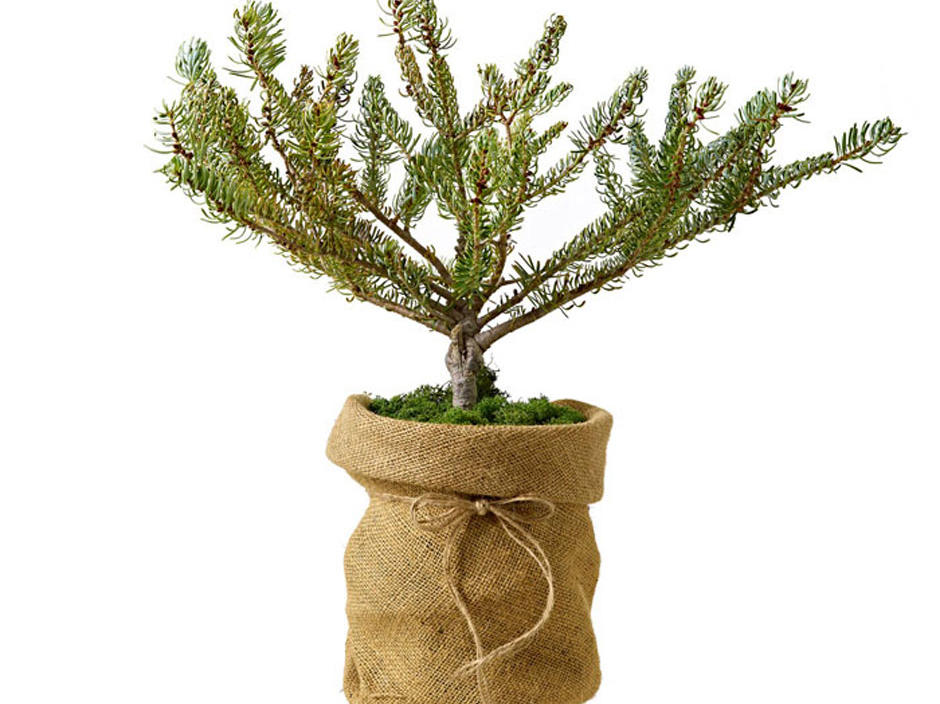 Day 7: Silberlocke Korean Fir from Wildwood Nursery