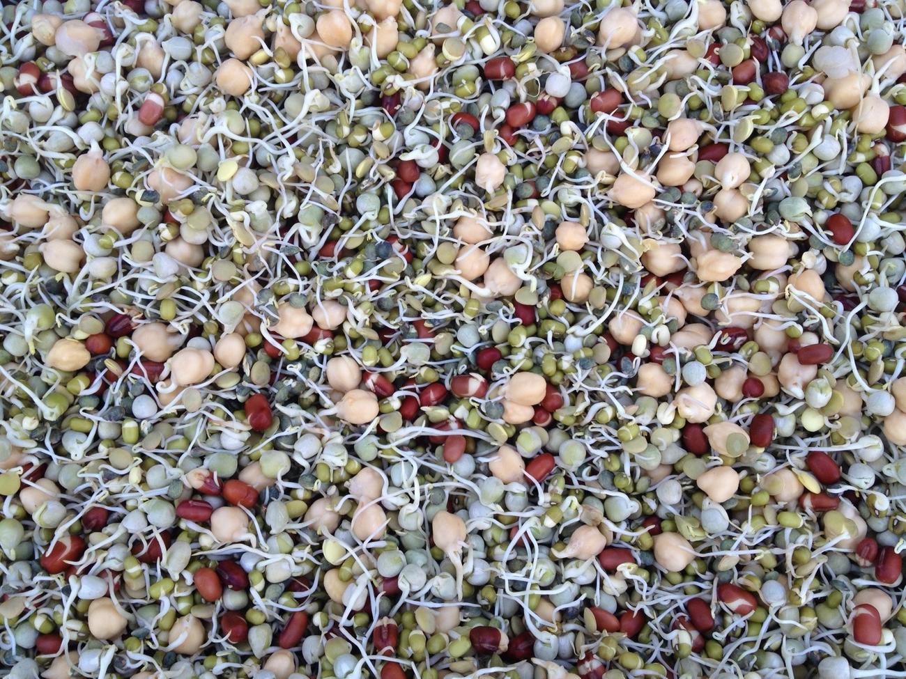 Farmers’ market find: sprouted beans and lentils