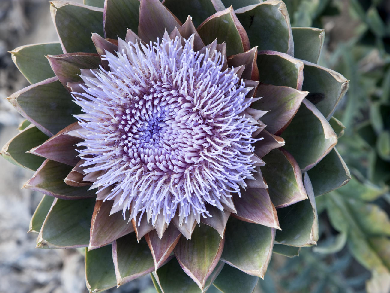 What’s even better than an artichoke? Its gorgeous flower