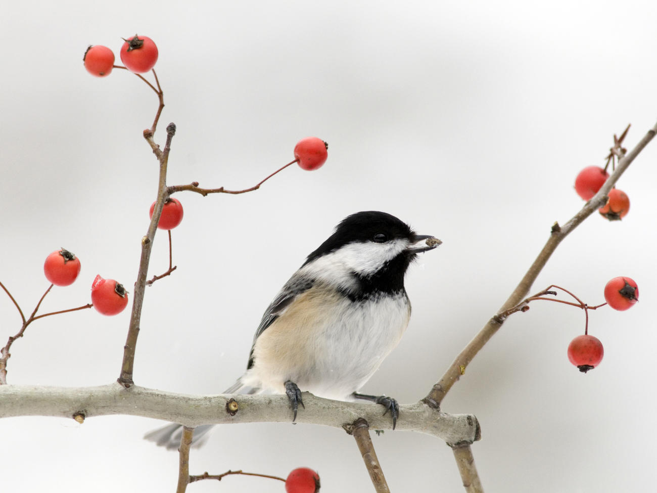 3 Easy Ways to Support Birds Through Winter