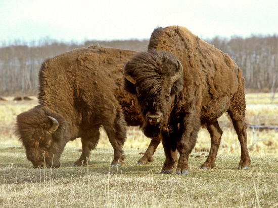 Wood bison, a Lazarus species, is back from extinction