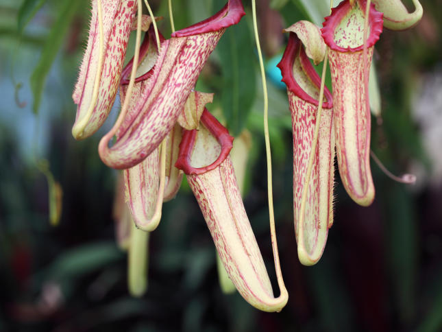 How to care for Venus Flytrap Plants indoors - Stodels