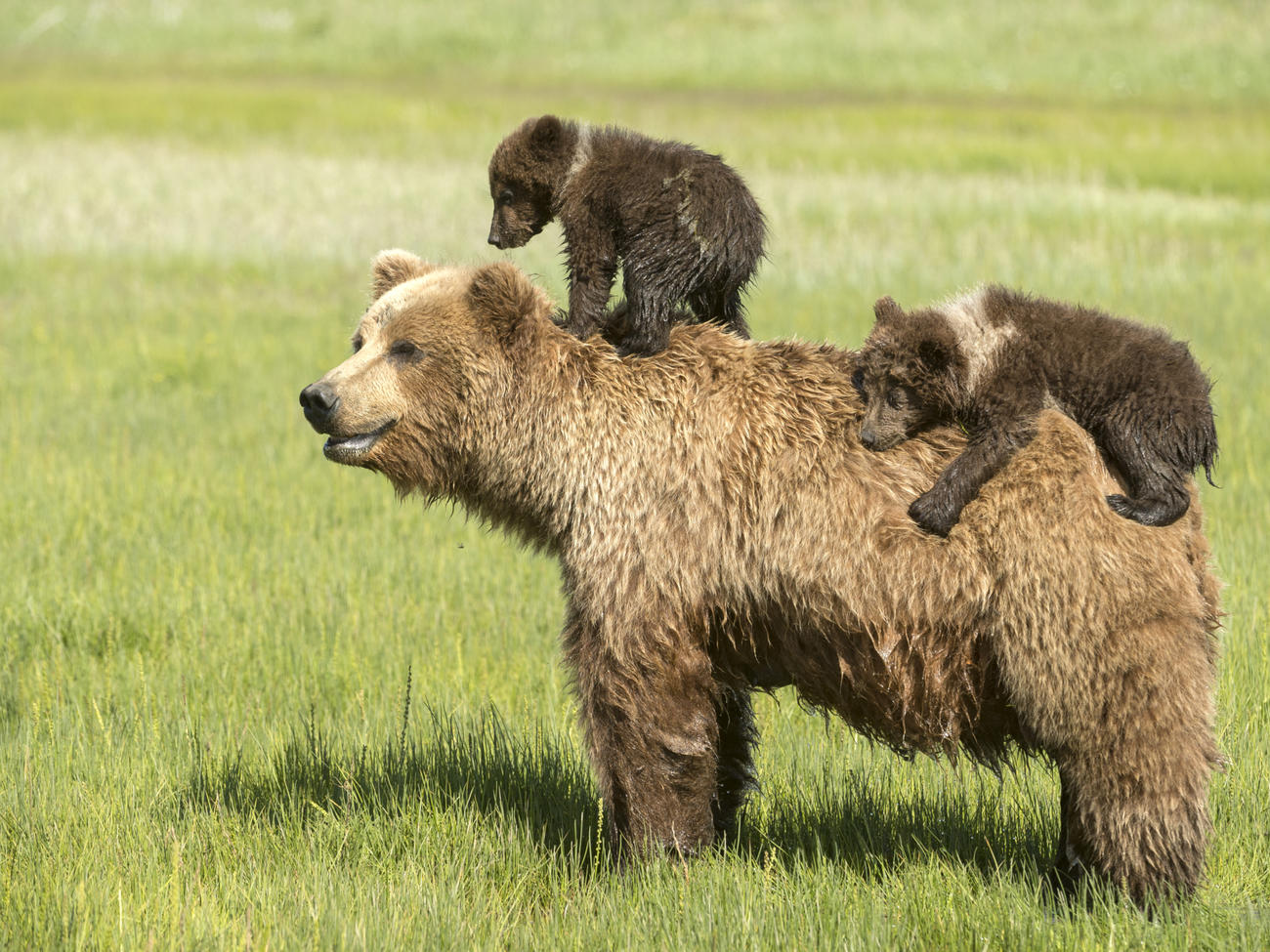 This video of a baby grizzly goofing around will make your day