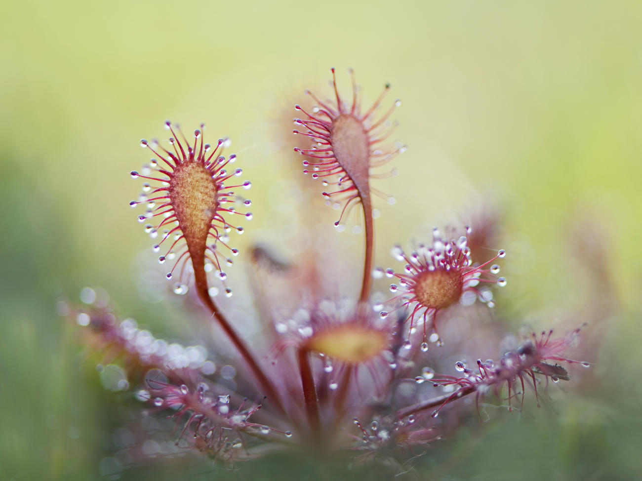 Grow These 4 Carnivorous Plants Indoors—You’ll Never See Another Gnat at the Kitchen Sink