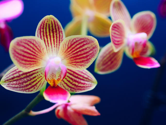 5 Ways to Keep Your Orchid Alive