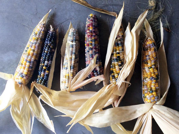 ‘Glass Gem’ Corn: Simply A-maize-ing