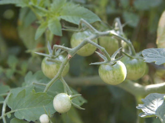 Green and glorious: Unripe tomatoes