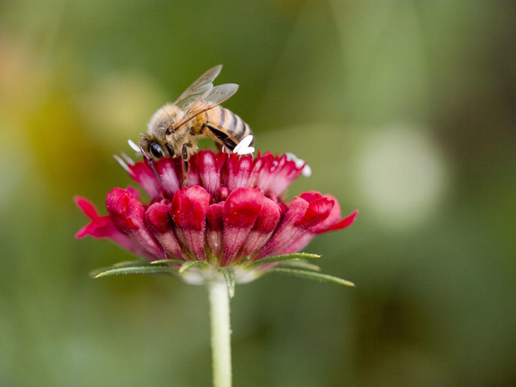 White House responds to massive honeybee decline