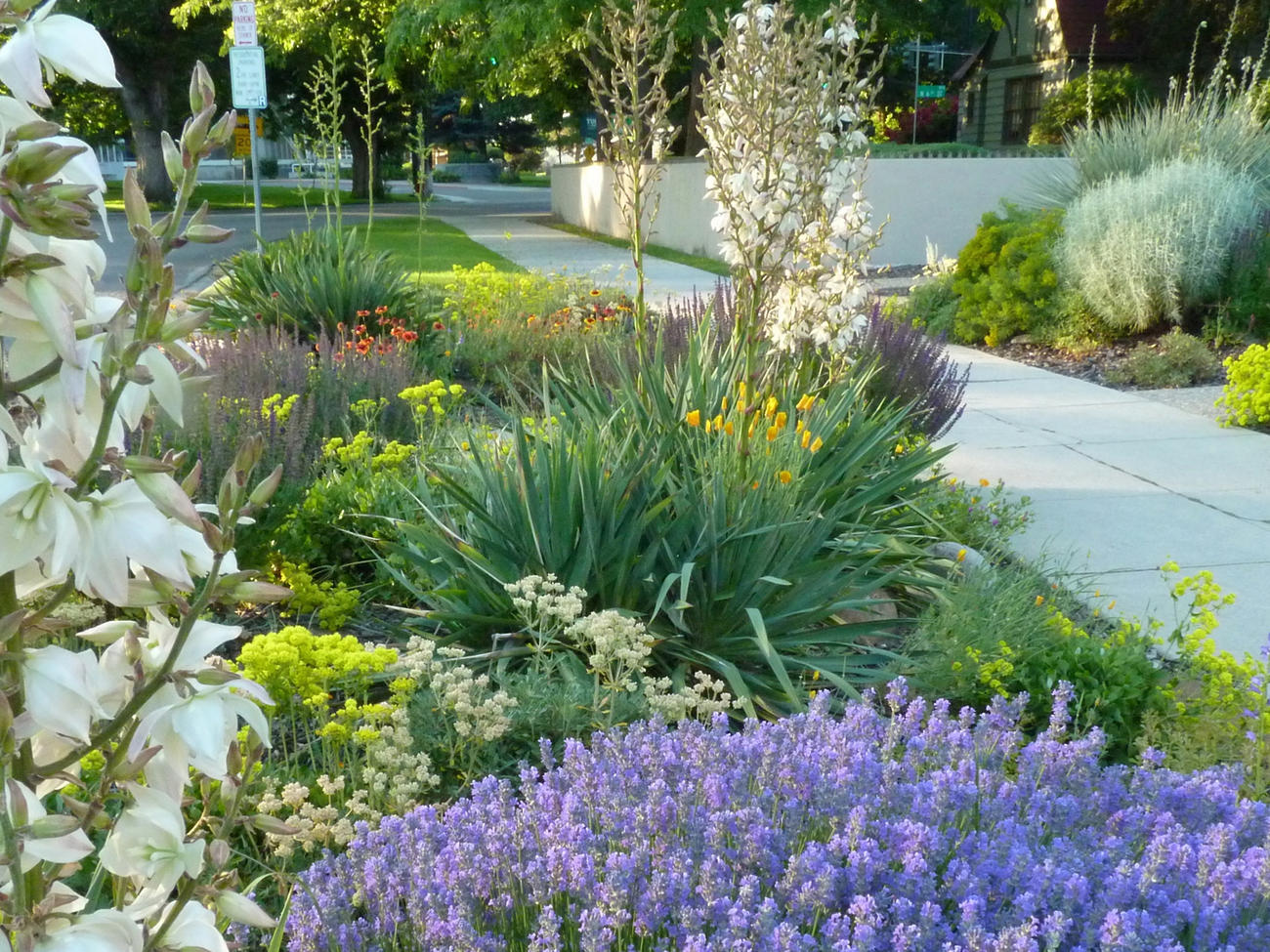 8 easy-care plants for parking strip gardens