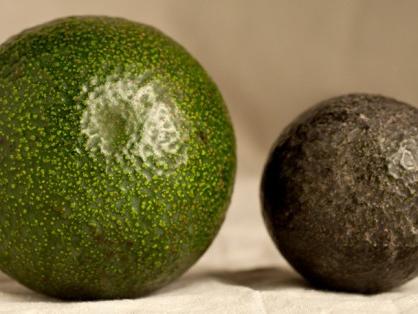The best avocado in the universe—found