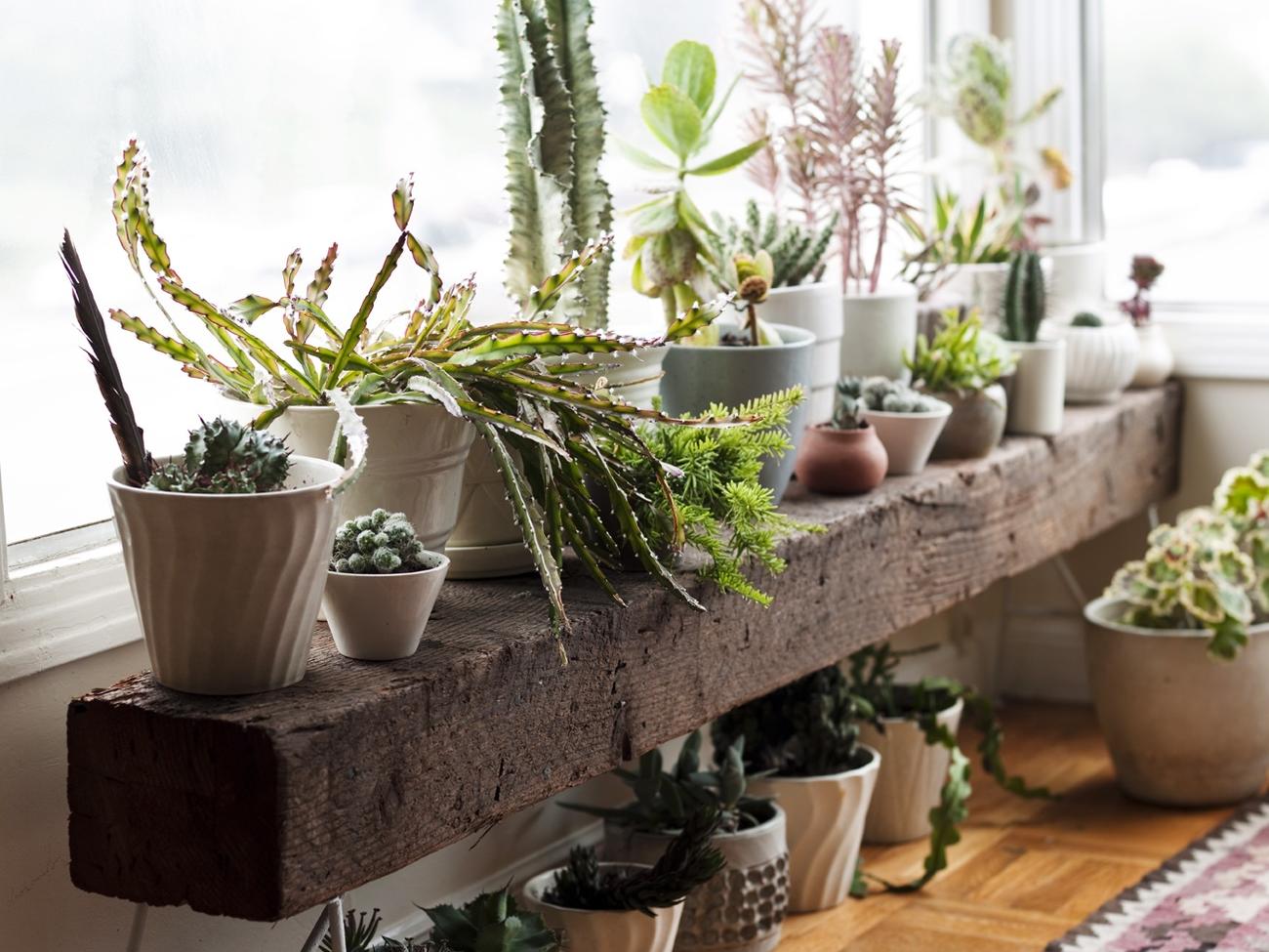 Everything you always wanted to know about houseplants*