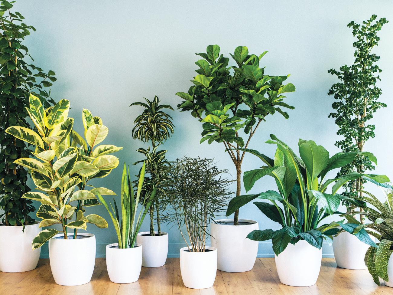 Easy Ways to Keep Houseplants Watered on Vacation