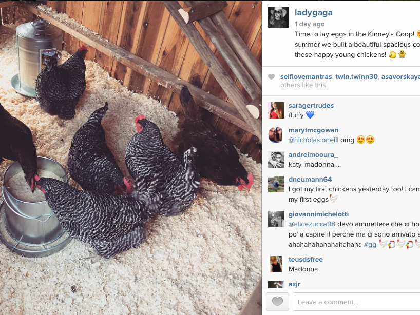Are You Going Gaga For Lady Gaga’s Chickens?
