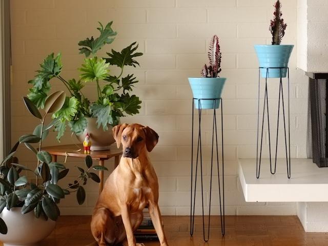 Leggy stands: high heels for your planters