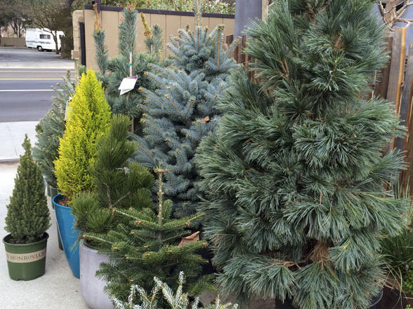 Last-Minute Christmas Tree Rentals