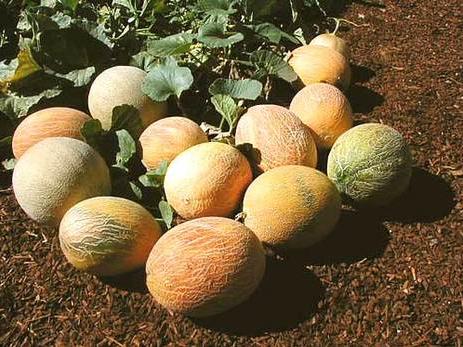 Melons, melons, and more melons!