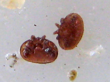 More varroa mite troubles