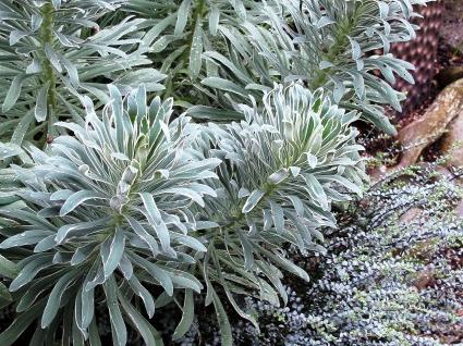 Planting Ideas: Frosty Blue Froth