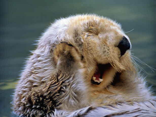 Sea otters: The brightest stars in Monterey Bay